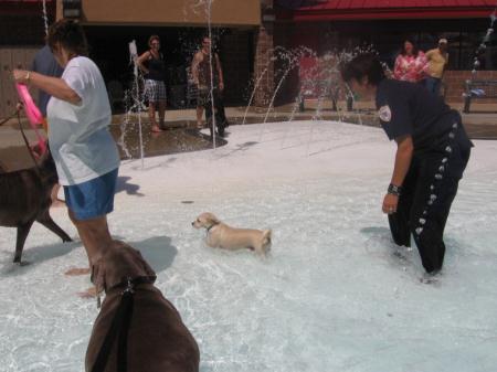 Dogs Playing in the Pool